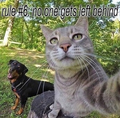 a picture of a dog and a cat taking a selfie, with the text rule #6: no one gets left behind